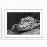 Framed wall art collection showcasing vibrant reptile designs featuring alligators and crocodiles, presented in a sleek white frame with a mat. Perfect for wildlife enthusiasts.