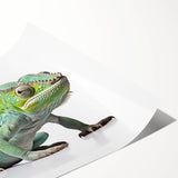 Colorful reptile-themed wall art showcasing vibrant lizard designs on a high-quality rolled print, perfect for enhancing any nature-inspired decor. Ideal for reptile enthusiasts and art lovers seeking unique home accents.