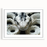 Framed wall art collection showcasing a detailed reptile snake design on a white background, featuring a modern mat and sleek frame, perfect for nature-themed decor.