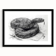 Framed wall art collection featuring a detailed serpent design in vibrant colors, set in a sleek black frame with a white mat, ideal for reptile enthusiasts.