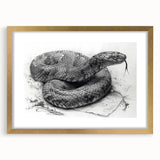 Framed wall art collection featuring a striking reptile snake design in vibrant colors, elegantly displayed with a gold frame and mat, perfect for modern decor.
