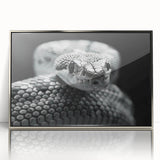 Framed wall art featuring a striking snake design in vibrant colors, set in a silver acrylic frame, perfect for reptile enthusiasts and contemporary decor.
