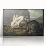 Vintage Animal Art - White & Brown Rabbits Antique Wildlife Print