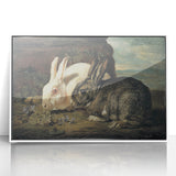Vintage Animal Art - White & Brown Rabbits Antique Wildlife Print