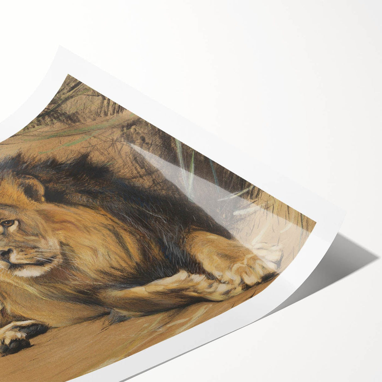 Vintage Animal Art - Resting Lion Pastel Wildlife Print