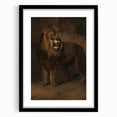 Vintage Animal Art - Fierce Lion Antique Wildlife Print