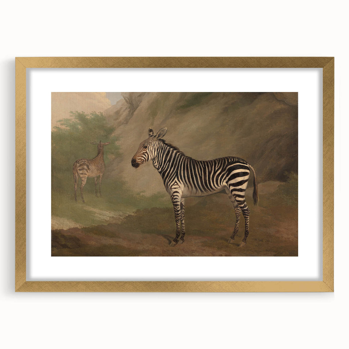 Vintage Animal Art - Majestic Zebra in Nature Antique Print
