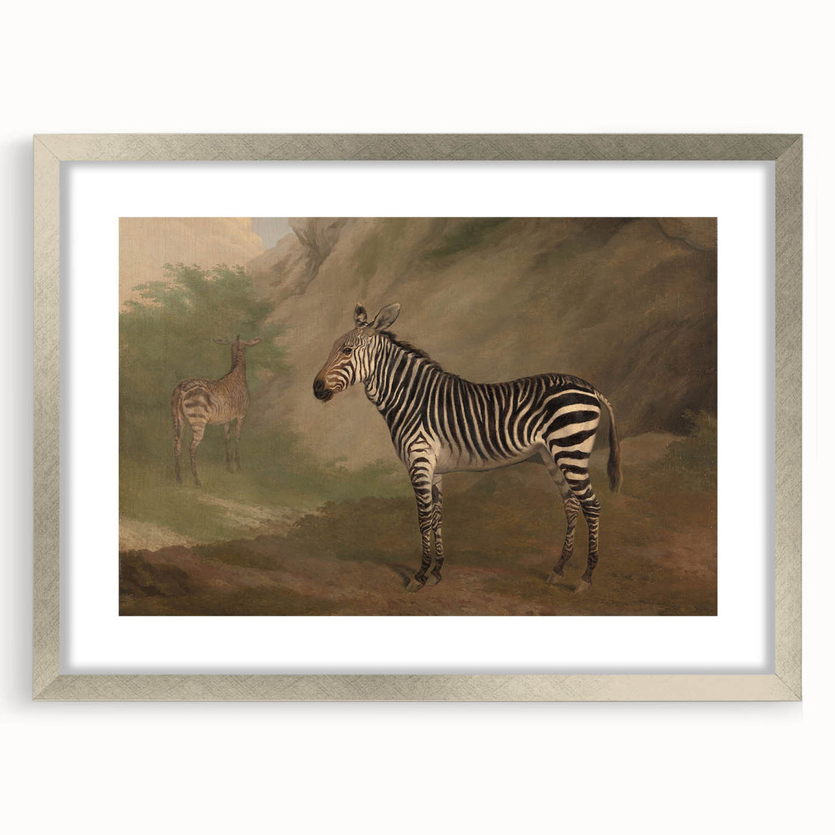 Vintage Animal Art - Majestic Zebra in Nature Antique Print