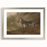 Vintage Animal Art - Majestic Zebra in Nature Antique Print
