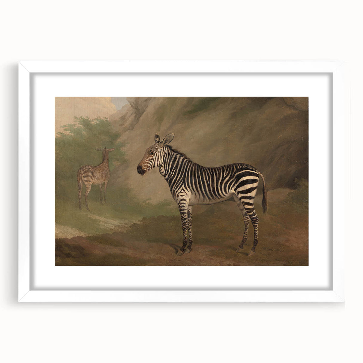 Vintage Animal Art - Majestic Zebra in Nature Antique Print