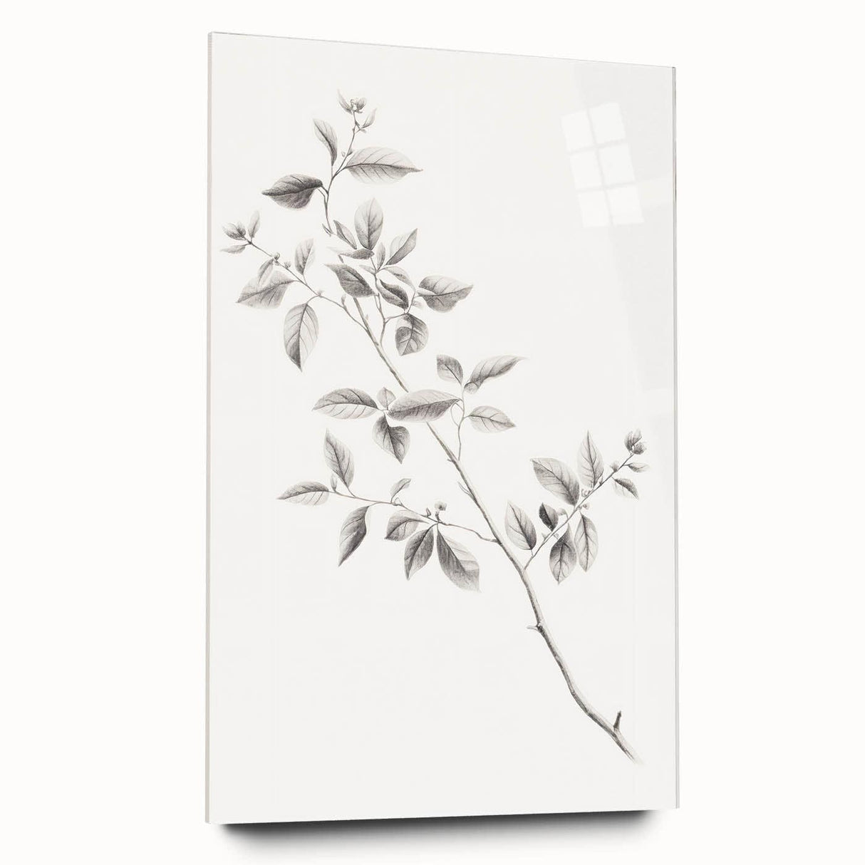 Vintage Botanical Art Prints - Black and White Branch Illustration