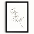 Vintage Botanical Art Prints - Black and White Branch Illustration