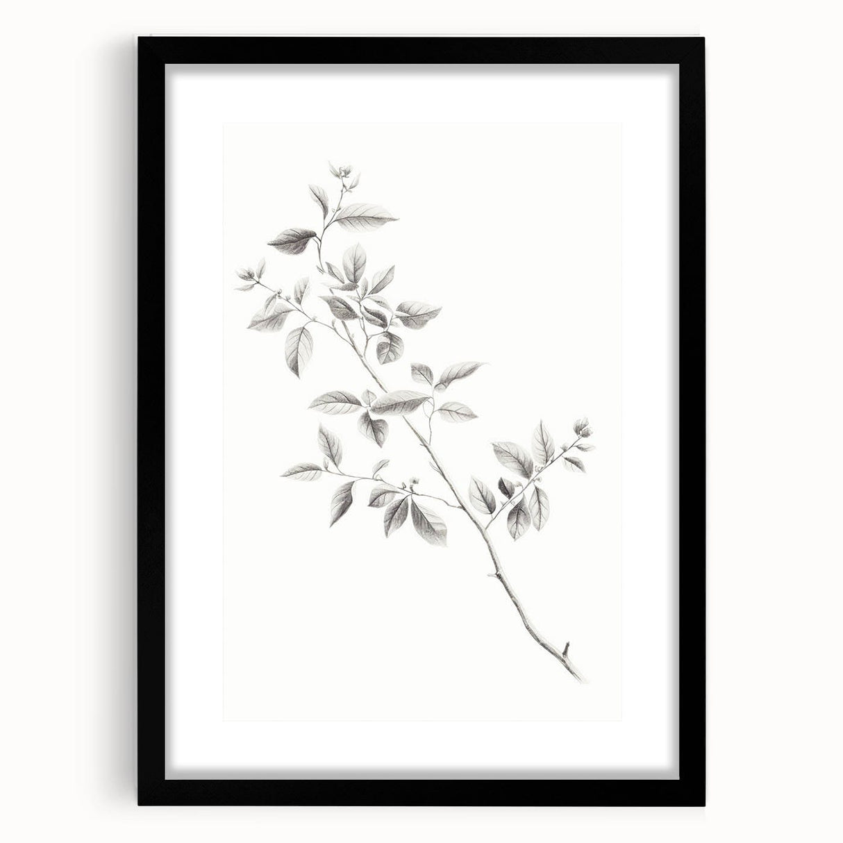 Vintage Botanical Art Prints - Black and White Branch Illustration