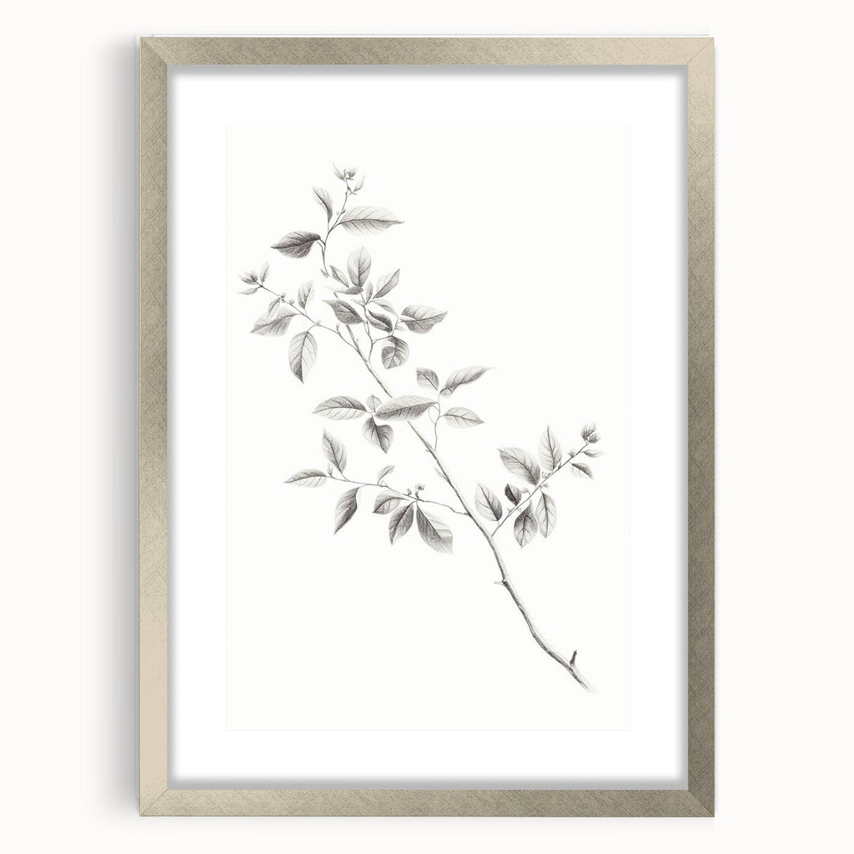 Vintage Botanical Art Prints - Black and White Branch Illustration