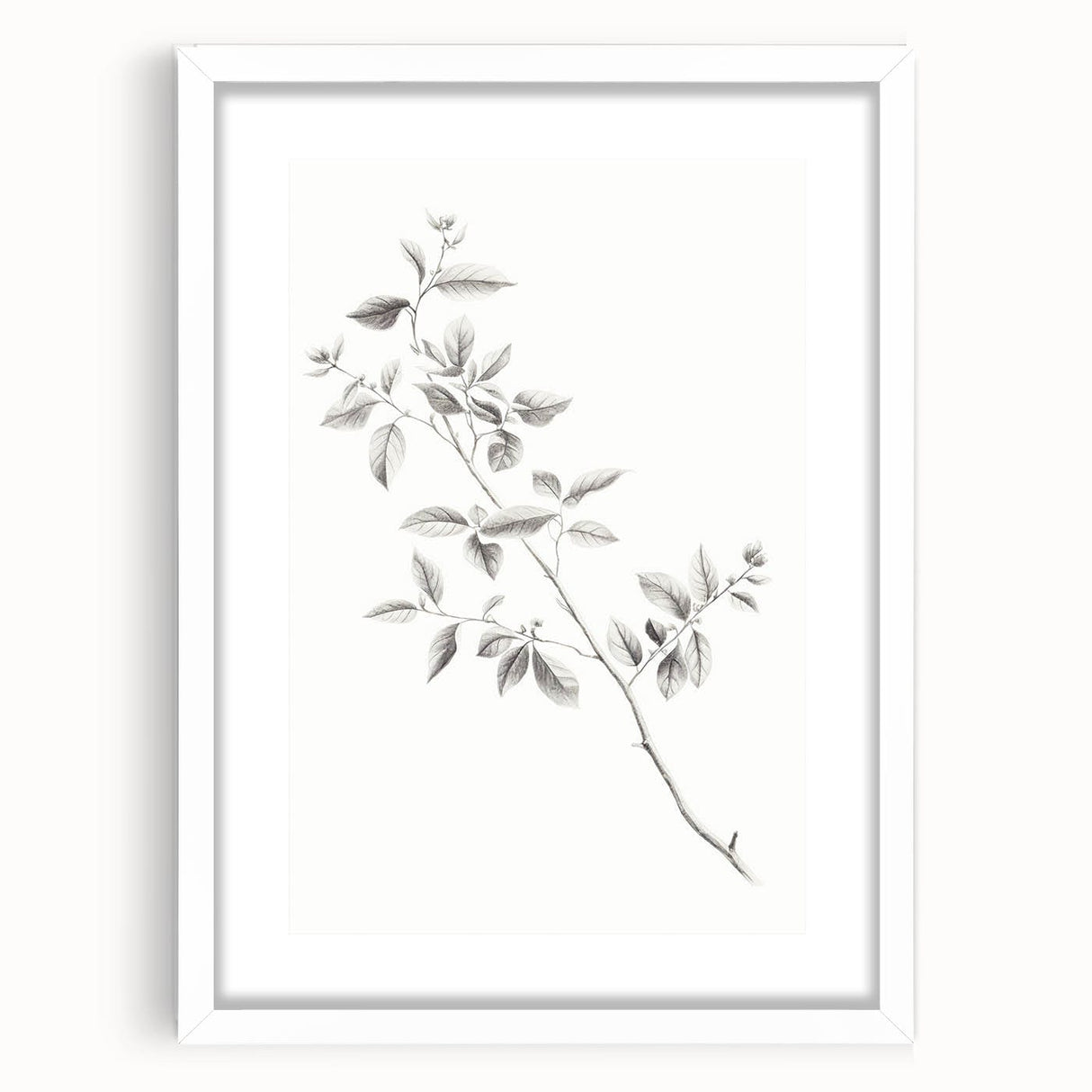 Vintage Botanical Art Prints - Black and White Branch Illustration