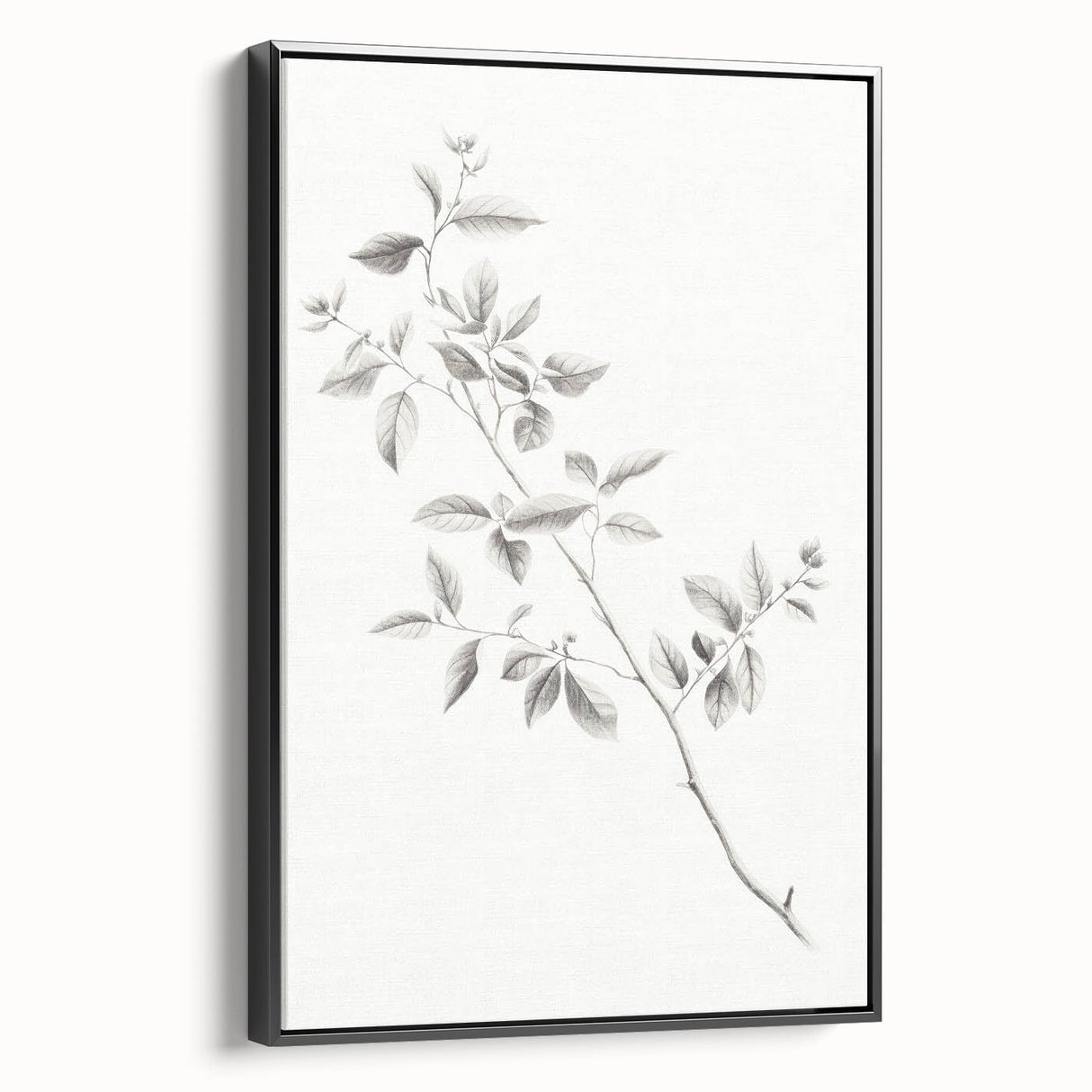 Vintage Botanical Art Prints - Black and White Branch Illustration