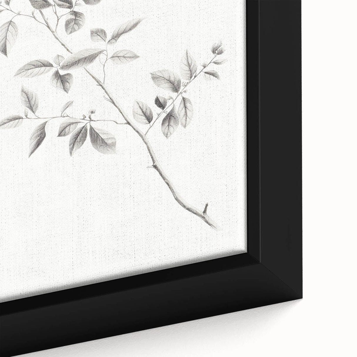 Vintage Botanical Art Prints - Black and White Branch Illustration