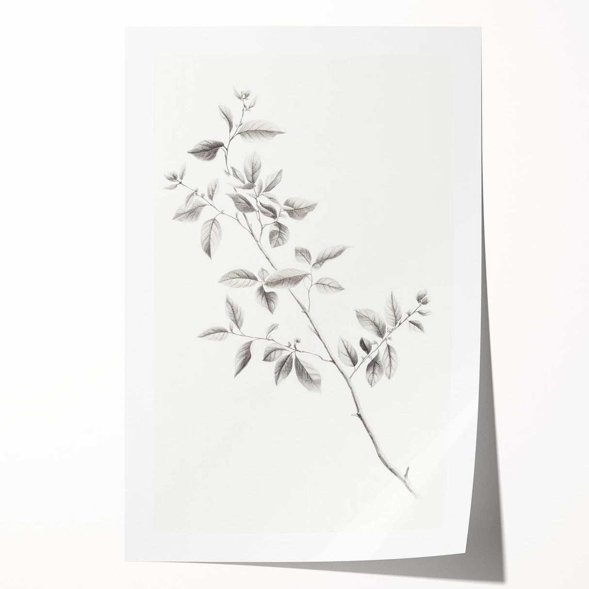 Vintage Botanical Art Prints - Black and White Branch Illustration