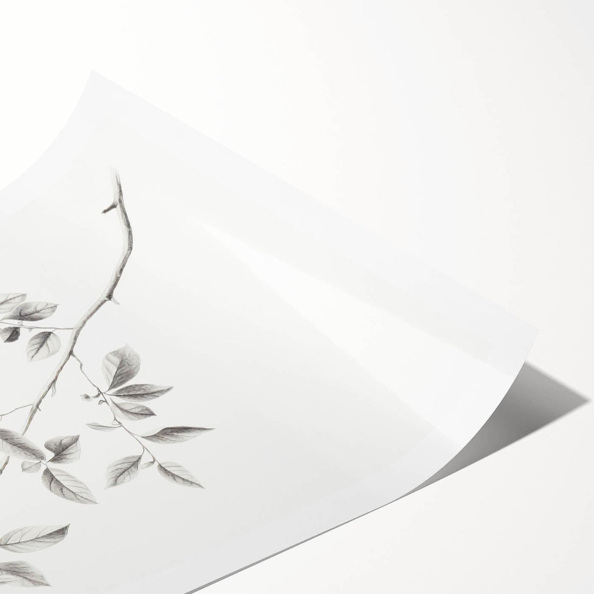 Vintage Botanical Art Prints - Black and White Branch Illustration