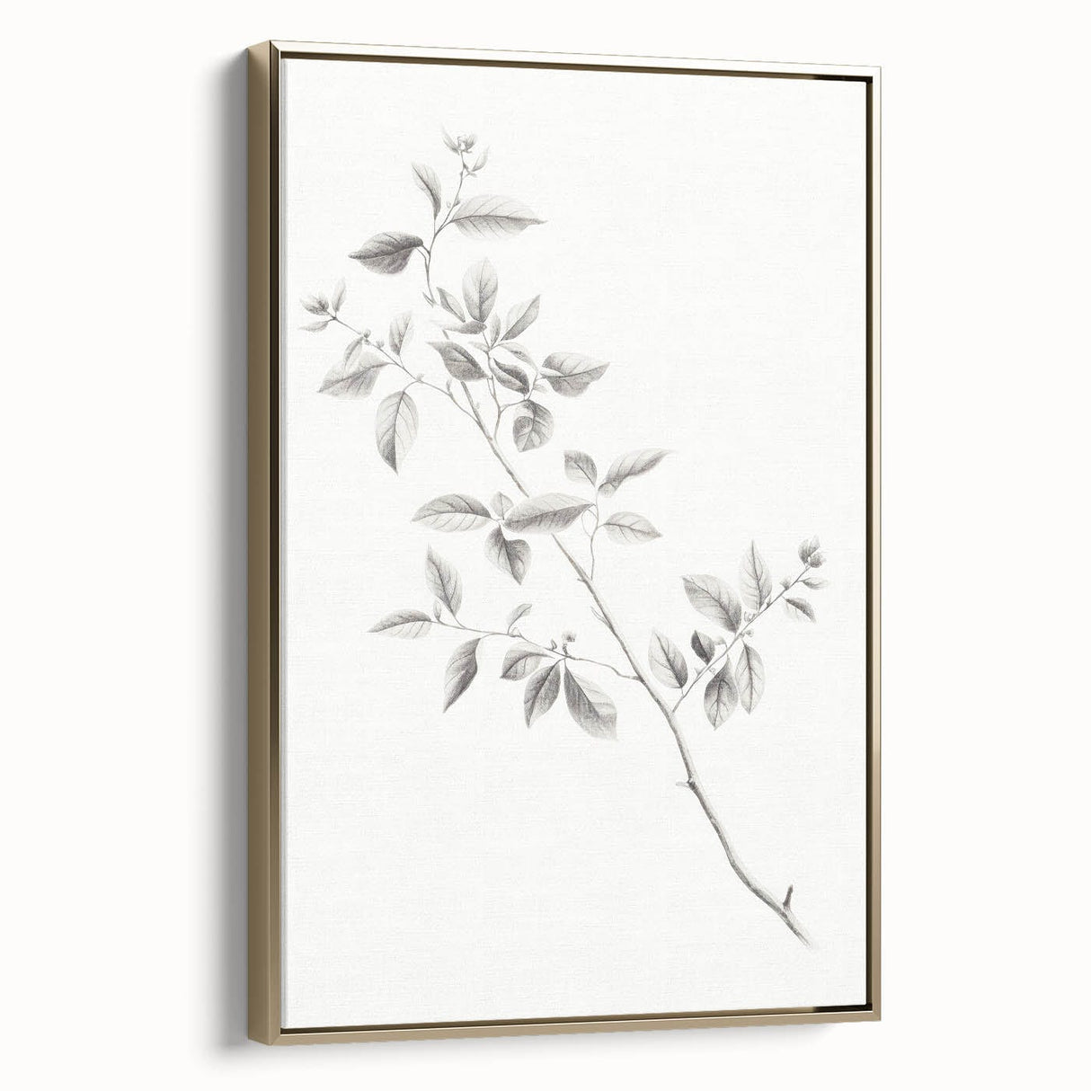 Vintage Botanical Art Prints - Black and White Branch Illustration