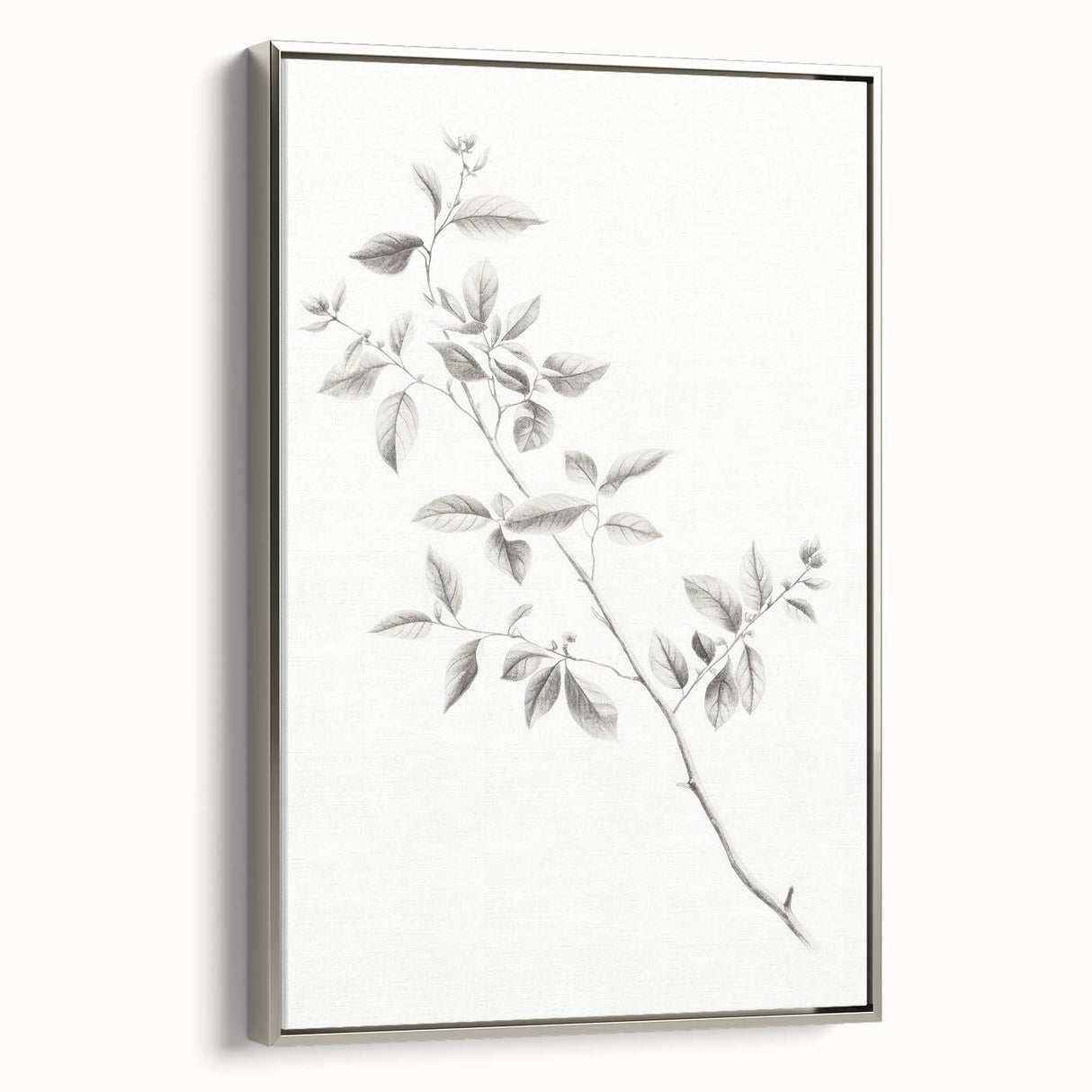 Vintage Botanical Art Prints - Black and White Branch Illustration