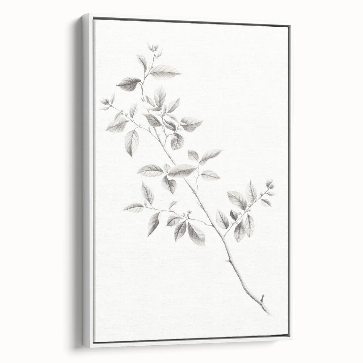 Vintage Botanical Art Prints - Black and White Branch Illustration