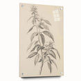 Vintage Botanical Art Prints – Antique Flowering Plant Illustration