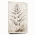 Vintage Botanical Art Prints – Fern Illustration in Black and White