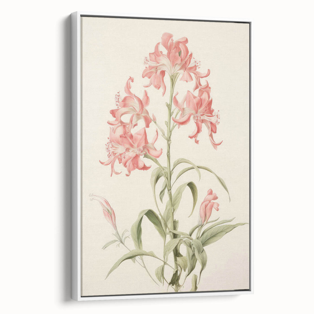 Vintage Botanical Art Print - Pink Flower Illustration – Framed