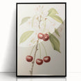 Vintage Botanical Art Print: Cherry Blossom and Fruit Illustration