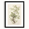 Vintage Botanical Art Prints: Pear Tree in Bloom