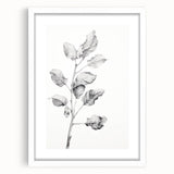 Vintage Botanical Art Print: Fiddle Leaf Plant in Black & White