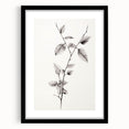 Vintage Botanical Art Print: Elegant Leaf Stem in Black & White