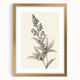 Vintage Botanical Art Prints – Detailed Flowering Plant Illustration
