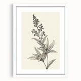 Vintage Botanical Art Prints – Detailed Flowering Plant Illustration