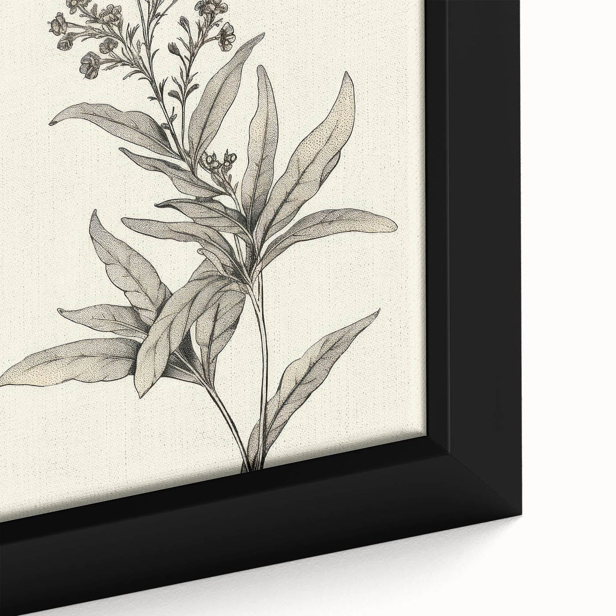 Vintage Botanical Art Prints – Detailed Flowering Plant Illustration