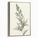 Vintage Botanical Art Prints – Detailed Flowering Plant Illustration