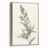 Vintage Botanical Art Prints – Detailed Flowering Plant Illustration