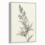 Vintage Botanical Art Prints – Detailed Flowering Plant Illustration