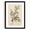 Vintage Botanical Art Prints – Olive Branch with Dark Olives