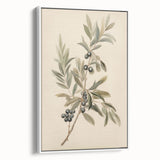 Vintage Botanical Art Prints – Olive Branch with Dark Olives