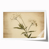Vintage Botanical Art Prints – Elegant Flower Illustration