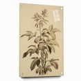 Vintage Botanical Art Prints – Detailed Plant Illustration