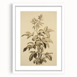 Vintage Botanical Art Prints – Detailed Plant Illustration