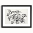 Vintage Botanical Art Prints - Black and White Plant Illustration