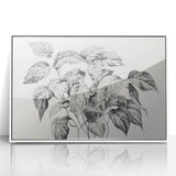 Vintage Botanical Art Prints - Black and White Plant Illustration