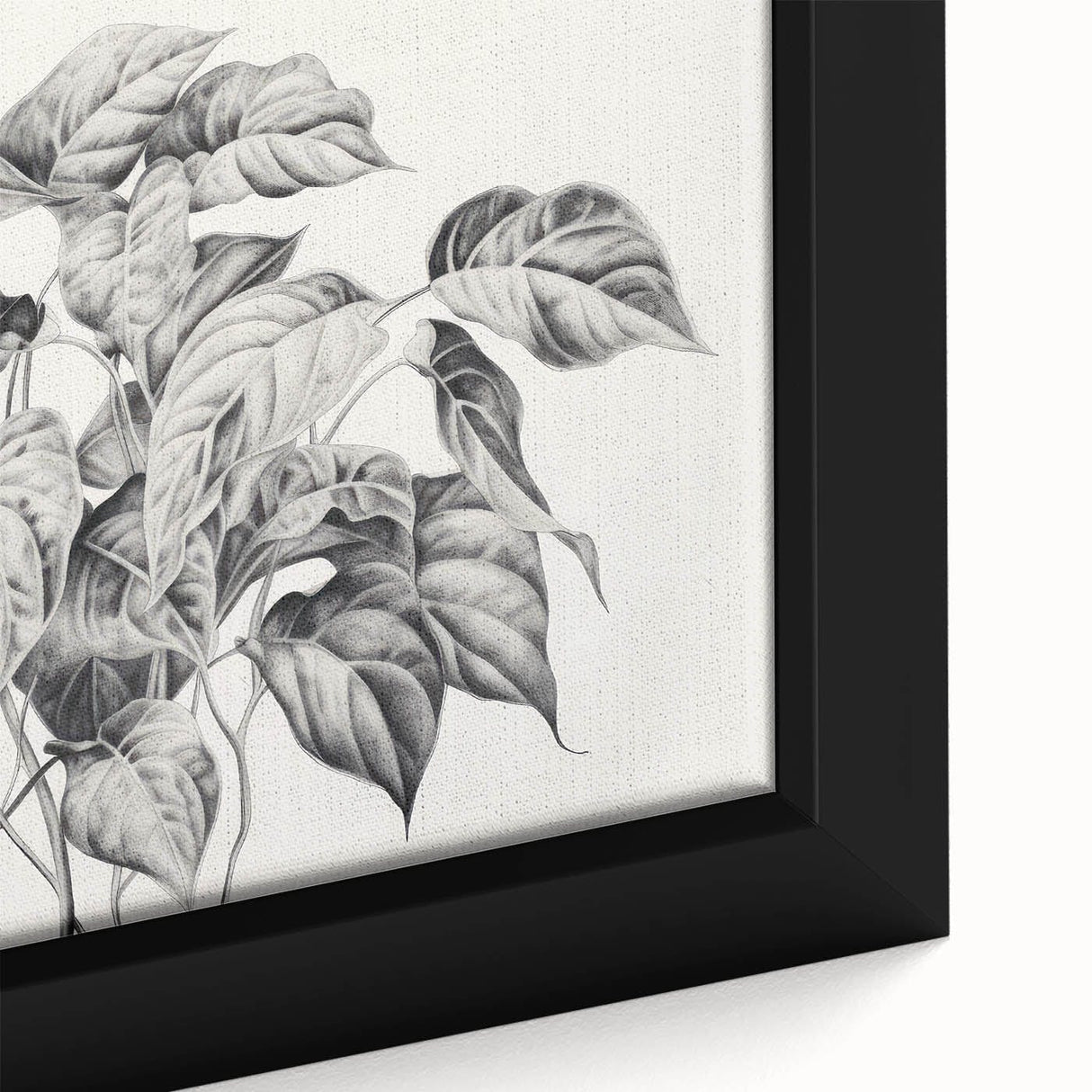 Vintage Botanical Art Prints - Black and White Plant Illustration