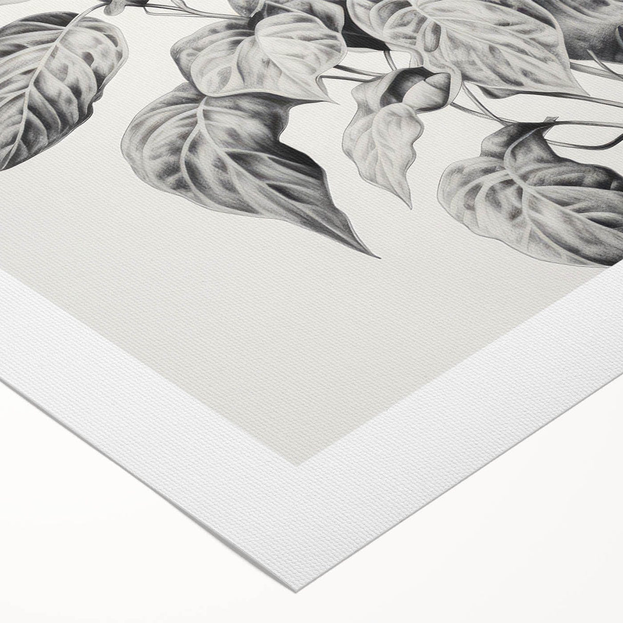 Vintage Botanical Art Prints - Black and White Plant Illustration