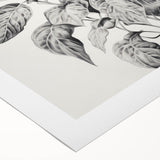 Vintage Botanical Art Prints - Black and White Plant Illustration