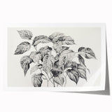 Vintage Botanical Art Prints - Black and White Plant Illustration